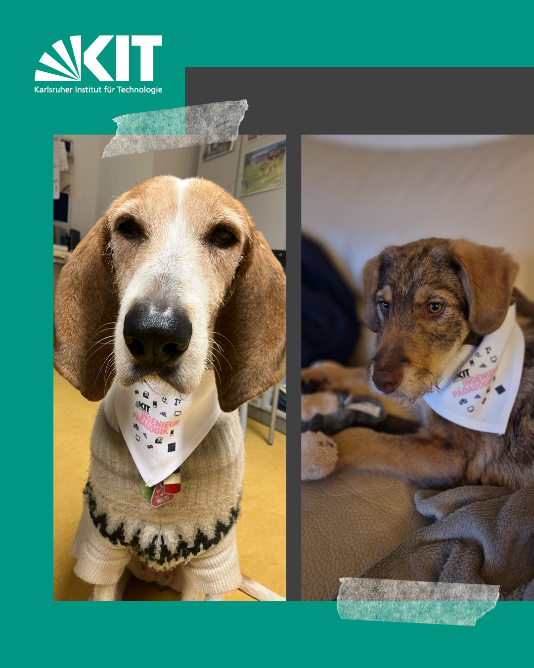 Zwei Hunde mit Halsbändern und Bandanas, links sitzend im Pullover, rechts liegend mit Flickband.